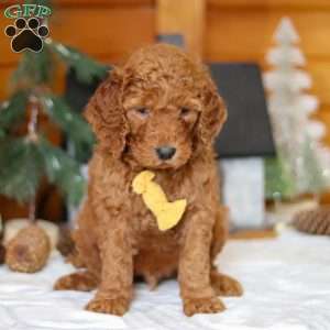 Blaze, Goldendoodle Puppy